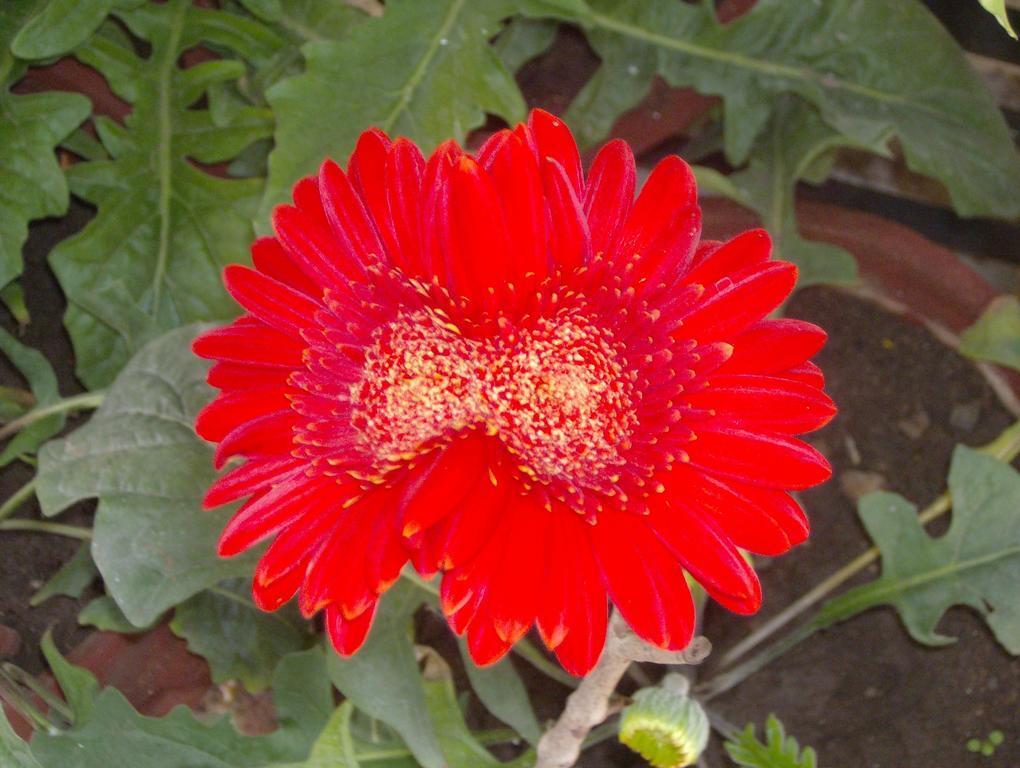 Jheelam Homestay Bhopal Ngoại thất bức ảnh